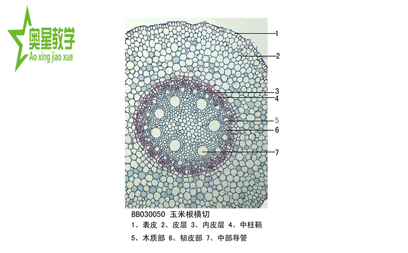 如何固定生物切片標(biāo)本？