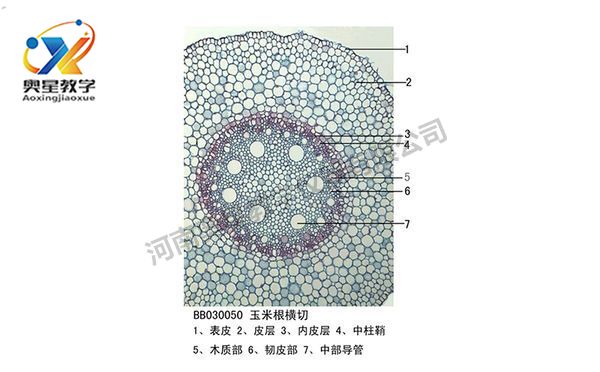生物切片標(biāo)本類型知多少？