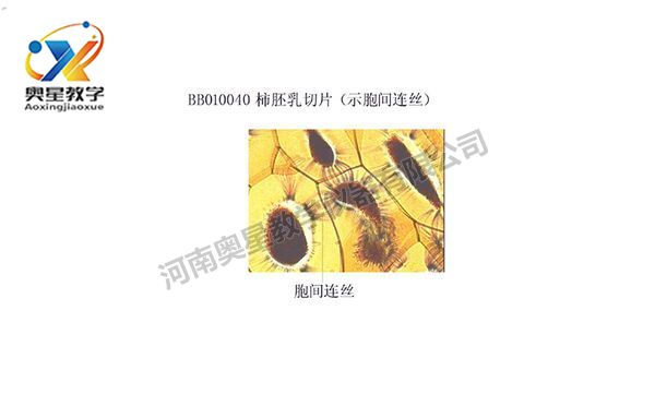 植物學(xué)標本廠家解析顯微鏡的日常保養(yǎng)