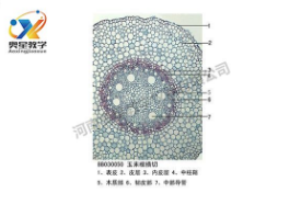  植物學(xué)標本廠家?guī)慊仡欀参飿吮镜臍v史